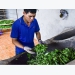 Ethnic minority farmer brings tea trade online