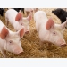 Study: Fasting on the day of weaning improves piglet performance in subsequent weeks