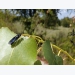 Black soldier fly tech aims to simplify, specialize production