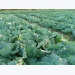 Beware those aphids in your cabbage crop