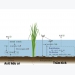 Tác động của lúa đến N2O và NH3 trong ao nuôi tôm cá
