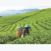 China to establish joint tea brand with Vietnam