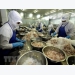 Bac Lieu province works to give its shrimp brands