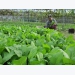 Farm zone in Đà Nẵng City goes green for safe vegetables
