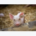 Provimi creates age-based swine feeding system