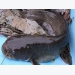 Hiệu quả nuôi cá nheo Mỹ ở Hưng Yên