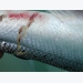 Analyst: Salmon farming needs sector sea lice solutions to meet its full potential