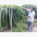 Sustainable production sought for dragon fruit as China raises import standards