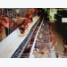 Domestic chicken industry faces stiff competition from imports