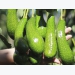 Việt Nam trying to get US export licence for avocados