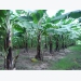 50 hectares of land in Yen Dung hired to grow banana for export