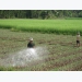 Winter-spring rice farming areas expected to reduce to avoid saltwater intrusion