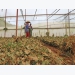 Problematic: Experts call for regulation of Đà Lạt’s greenhouses