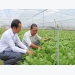Success from planting vegetables in net house