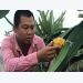 Vietnamese farmers succeed in growing exotic fruits