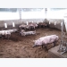 Long An People's Committee advises not to repopulate pig herds when African swine fever