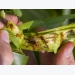 Japan: Support payments for farmers seeking feed substitutes for pest damaged corn silage
