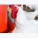 Ambitious, $10m grant to transform poultry nutrition, water use