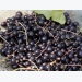 How to grow blackcurrants