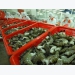 Việt Nam's shrimp exports to China recover