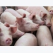 Glutamic acid shown to improve the feed efficiency of weaned piglets