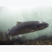 Wild salmon pathogens discovered that could pose a threat to aquaculture