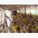 Poultry breeders suffer losses due to oversupply