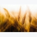 Conditions looking good for wheat crops across the globe, boost for US corn output