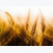 Conditions looking good for wheat crops across the globe, boost for US corn output