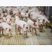 Zinc may influence gut health, immune competence of pigs