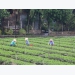 Tiền Giang develops specialised vegetable-growing areas