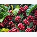 Coffee exports down in 9 months