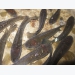 5 thảo dược dân dã kháng nấm trên cá lóc