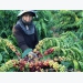 Russian demand for imports holds promise for Vietnamese produce