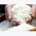 First batch of best rice strain to be exported to EU next week