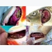 Bệnh Herpesvirus trên cá Koi