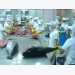 EU, US consumers keen on Vietnamese tuna, shrimp