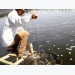 Phú Yên - Disease outbreak puts shrimp farming areas in danger