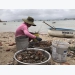 Khắc phục nuôi trồng thủy sản sau mưa bão tại Phú Yên