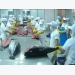 EU, US consumers keen on Vietnamese tuna and shrimp