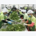 Vietnamese farming exports reach US$26.1 billion over the past eight months