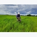 Campuchia sắp trình làng giống lúa mới 'đa mục tiêu'