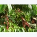 Labor shortage for upcoming coffee harvest season