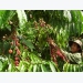 Labor shortage for upcoming coffee harvest season