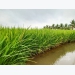 Smart rice farming model-a solution for saline land in Mekong Delta