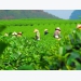 Vietnamese tea occupies more than half of Taiwan's tea import volume