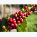 Arabica coffee export price to Thailand reaches an average of USD3,200/ton