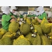 Vietnam’s durian sets on conquering demanding markets