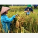 2021-2022 winter-spring rice crop: Planting area increased in Southeast region