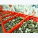 Shrimp supply chain at risk of disruption